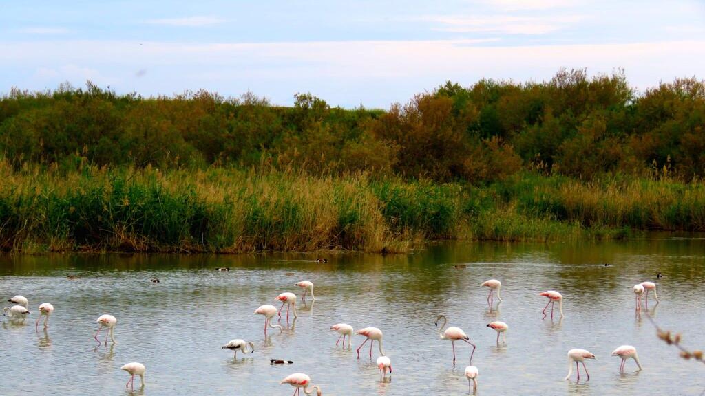 The flock of flamingos in the fishing pond in Kibbutz Nachsolim