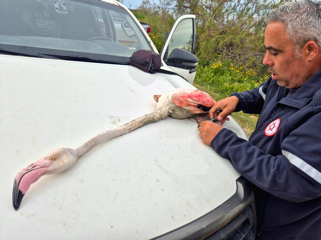 Shay Kabesa cares for the injured flamingo