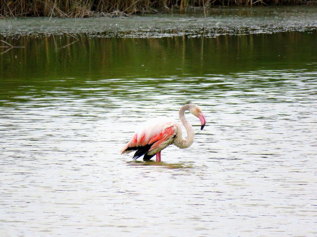 Injured flamingo struggles in fishing pond in northern Israel