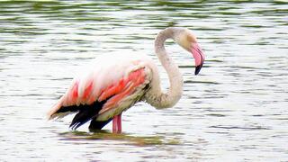 Injured flamingo struggles in fishing pond in northern Israel