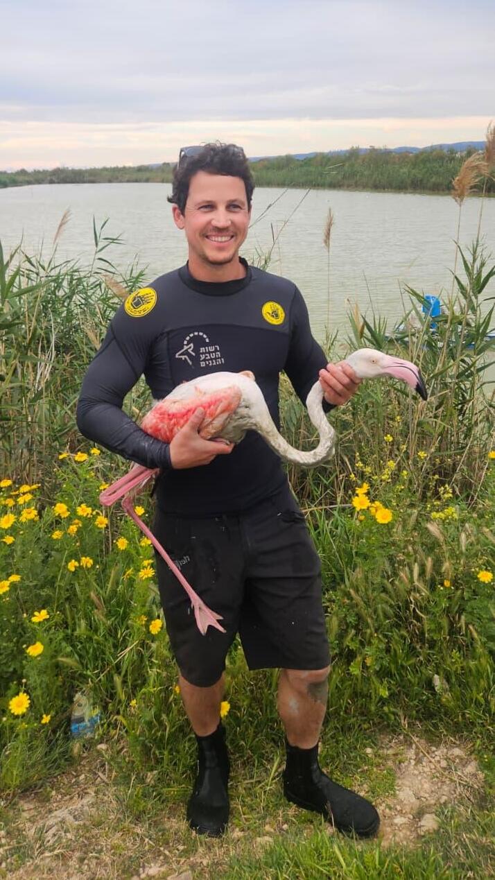 Shay Kabesa rescues the flamingo from a fishing pond