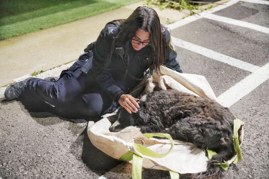 הכלב לאקי לאחר שהתגלה ביער לביא