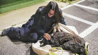 הכלב לאקי לאחר שהתגלה ביער לביא