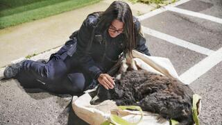 הכלב לאקי לאחר שהתגלה ביער לביא