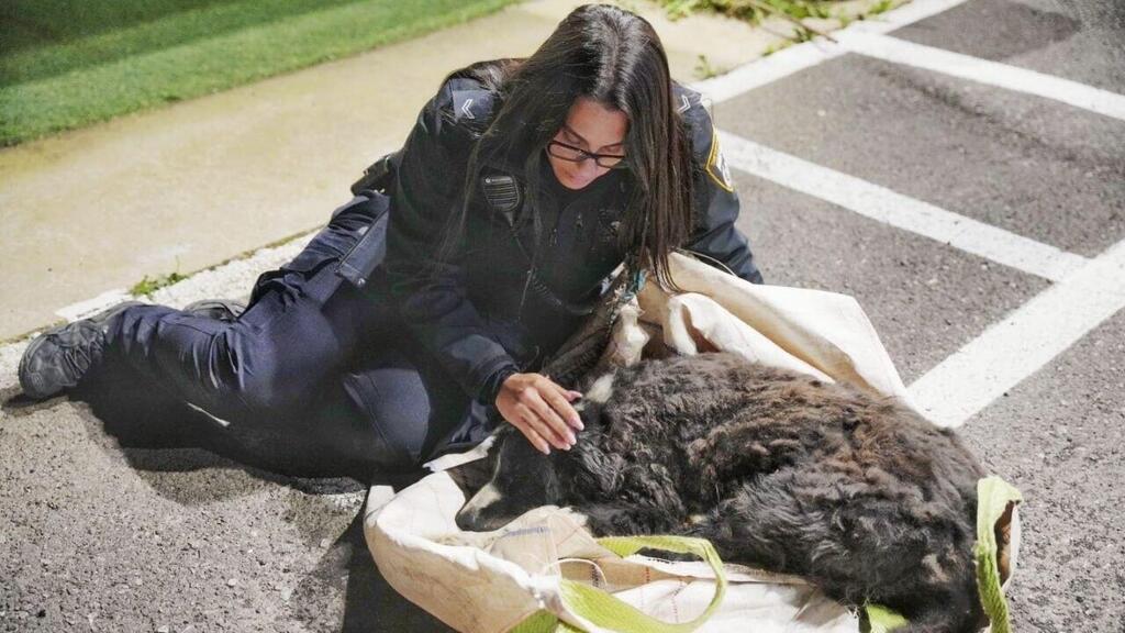 הכלב לאקי לאחר שהתגלה ביער לביא