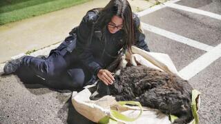 הכלב לאקי לאחר שהתגלה ביער לביא