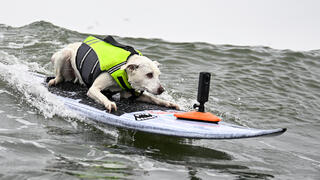 הכלבה שוגר "תופסת גל" במהלך אליפות העולם בגלישת גלים לכלבים