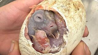 הגוזל בוקע מהביצה