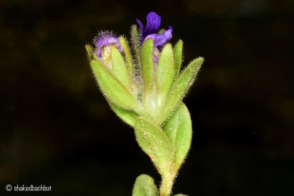 The Persian Puma not been seen in Israel for nearly 20 years