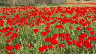 Поле маков в заповеднике Гиват-Хумра под Ришон ле-Ционом 