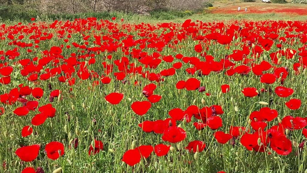 Поле маков в заповеднике Гиват-Хумра под Ришон ле-Ционом 
