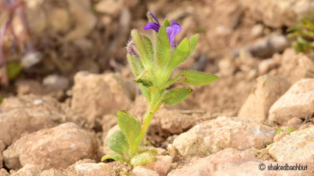 The endangered Persian Puma plant was spotted near the archaeological site of Horvat Almit by ranger Shaked Bachbut during a routine patrol in the Nahal Prat Nature Reserve