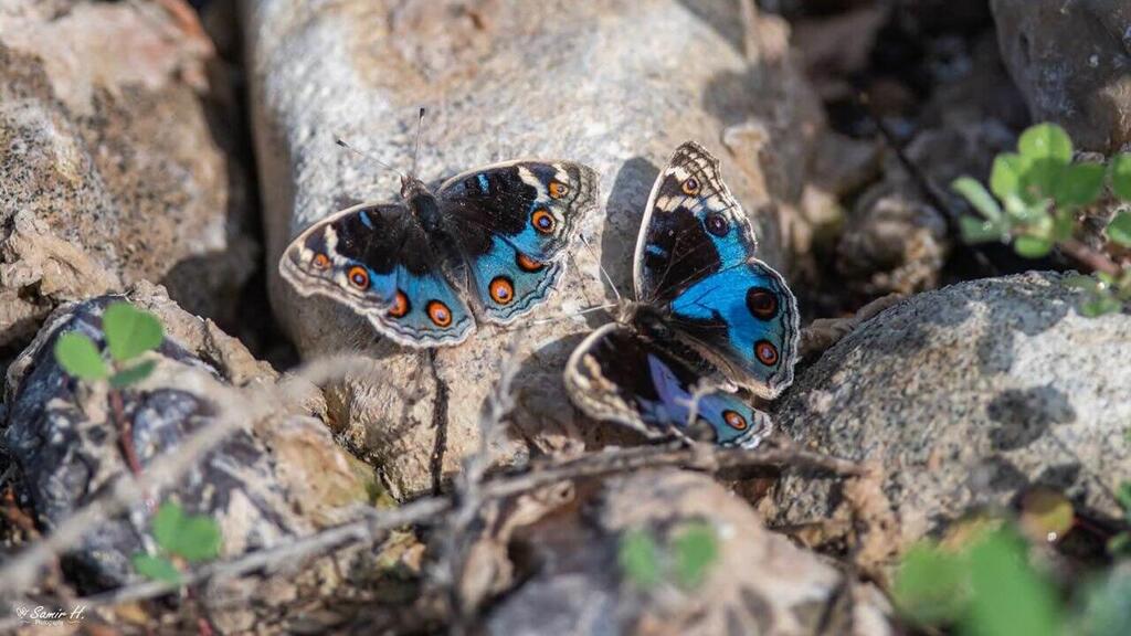 נימפית כחולה בעין גב