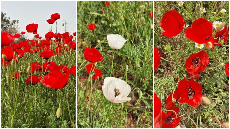 Маки с красными и редкими белыми лепестками 