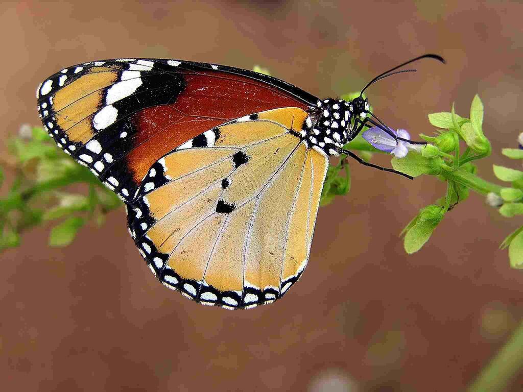 דנאית הדורה