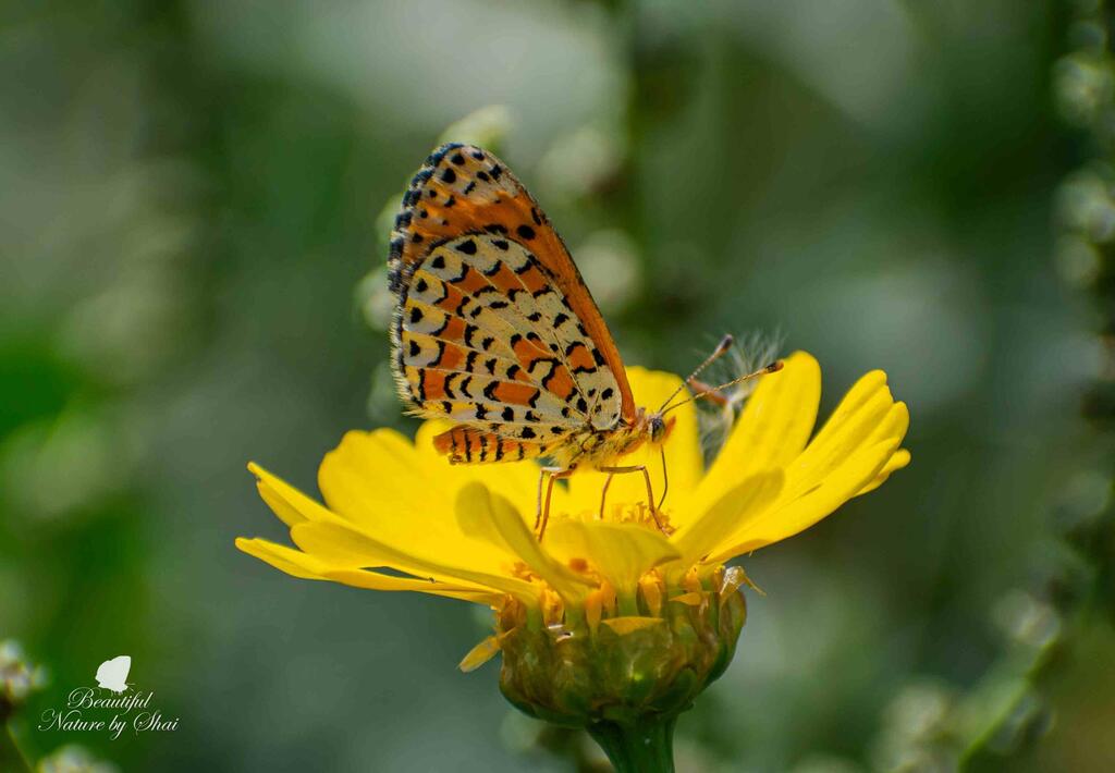 כיתמית הבוצין