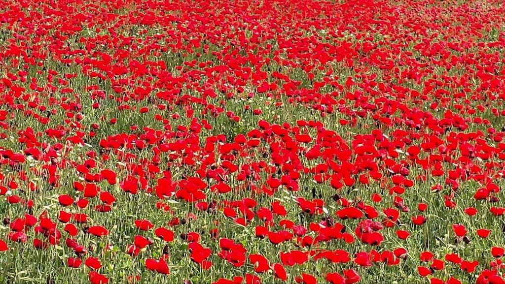 Маковое поле 