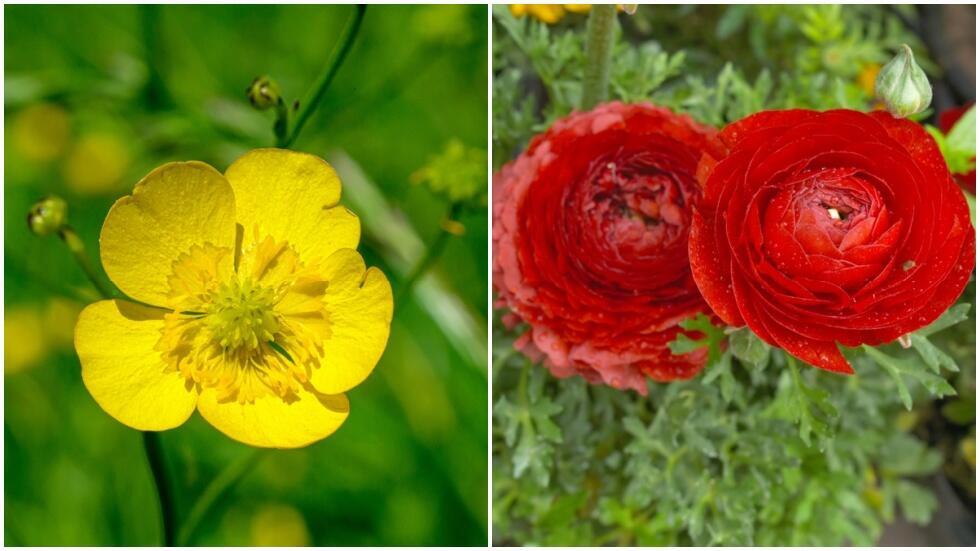 Желтый лютик с одиночным цветком и красные лютики, собранные в сложные соцветия Красные лютики 