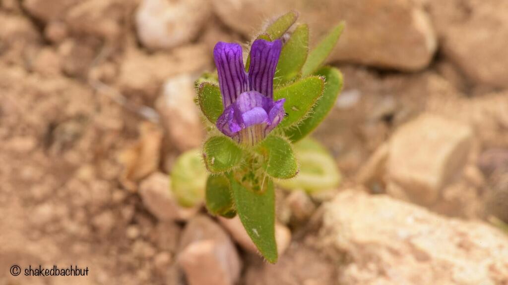 The Persian Puma, a small and extremely rare flower considered critically endangered