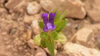 The Persian Puma, a small and extremely rare flower considered critically endangered