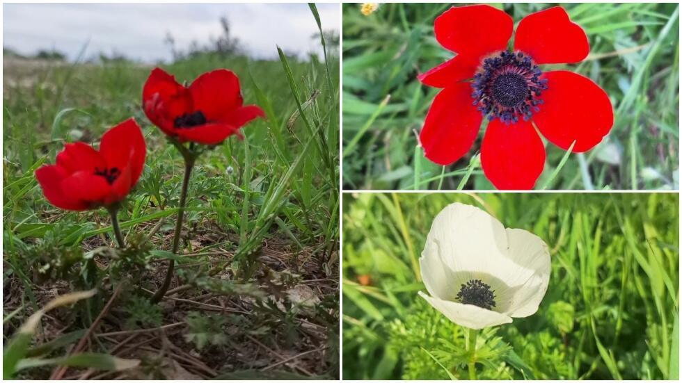 Анемоны, или ветреницы, расцветающие в Израиле в середине зимы 