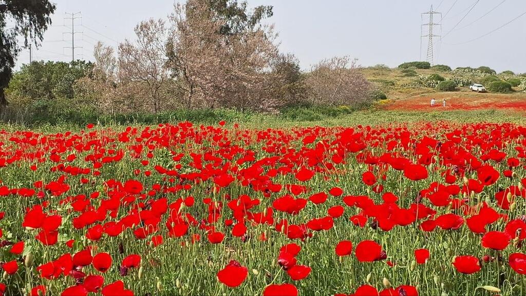 Маковое поле 