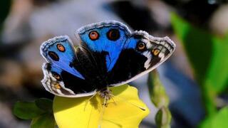 נימפית כחולה