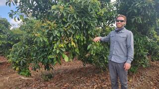 Orchard worker Uri Shpatz stands beside an avocado tree at a farm in Israel, as growers race through the pollination window during a period of regional conflict 