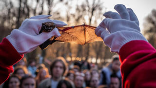 מתנדב במרכז שיקום העטלפים האוקראיני מראה את כנפו של עטלף שהוצל לקהל באירוע שנערך בקייב