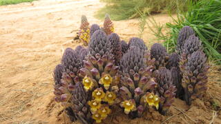 הפתעות במדבר: צמחים נדירים שלא תועדו מעולם