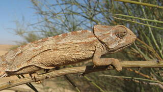 חייה הסודיים של זיקית סיני
