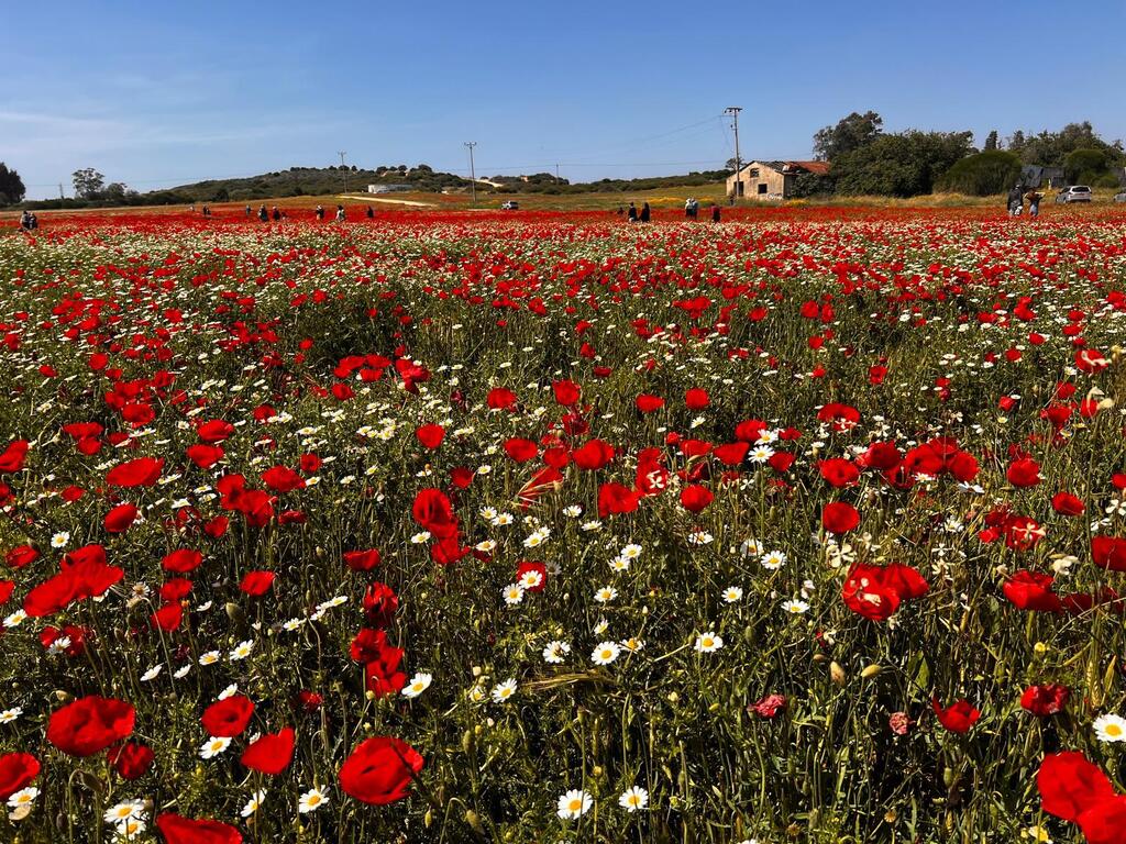 פריחה ברחובות