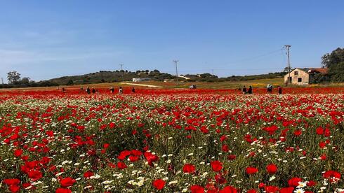 פריחה ברחובות