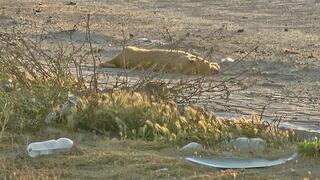 מטווח מהעמדה: "קצין וחייל ירו בכלבים במוצב בעזה"