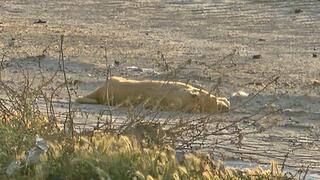 הכלב שנורה למוות