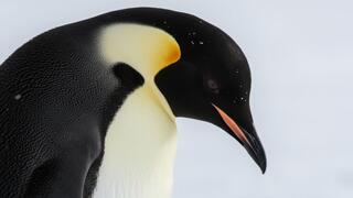 משבר האקלים: הפינגווין הקיסרי בסכנת הכחדה