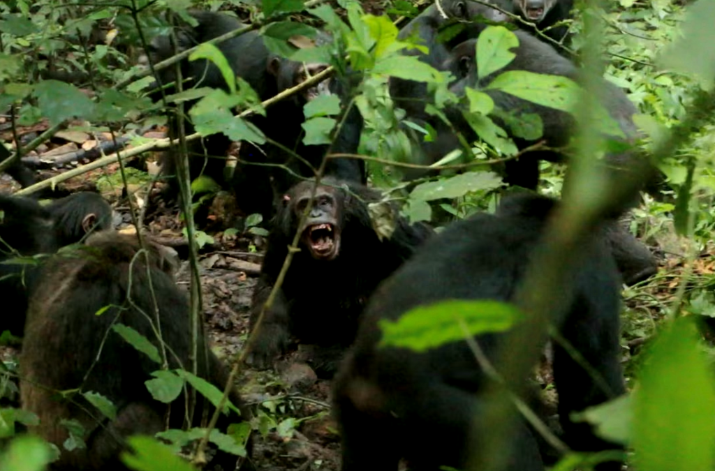 עימותים בין שימפנזים משתי הקבוצות