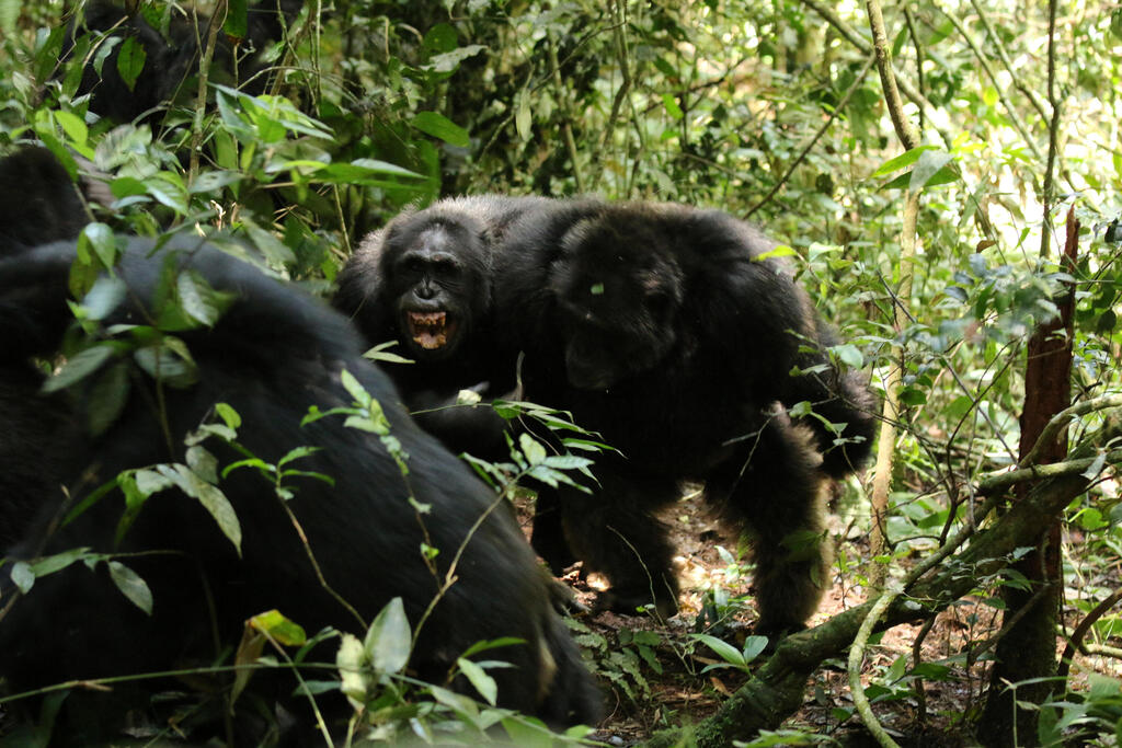 נשיכות, בעיטות וקפיצות על הקורבן. שימפנזים מאחת הקבוצות