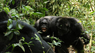 מאחורי "מלחמת האזרחים" אצל השימפנזים