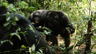 החוקרים נדהמו: שימפנזים הרגו עשרות מחבריהם