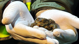 קרפדה שנאספה על ידי אחד המתנדבים בפולין