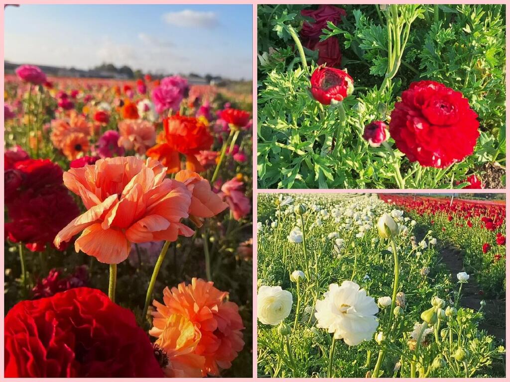 Глаз не оторвать! 