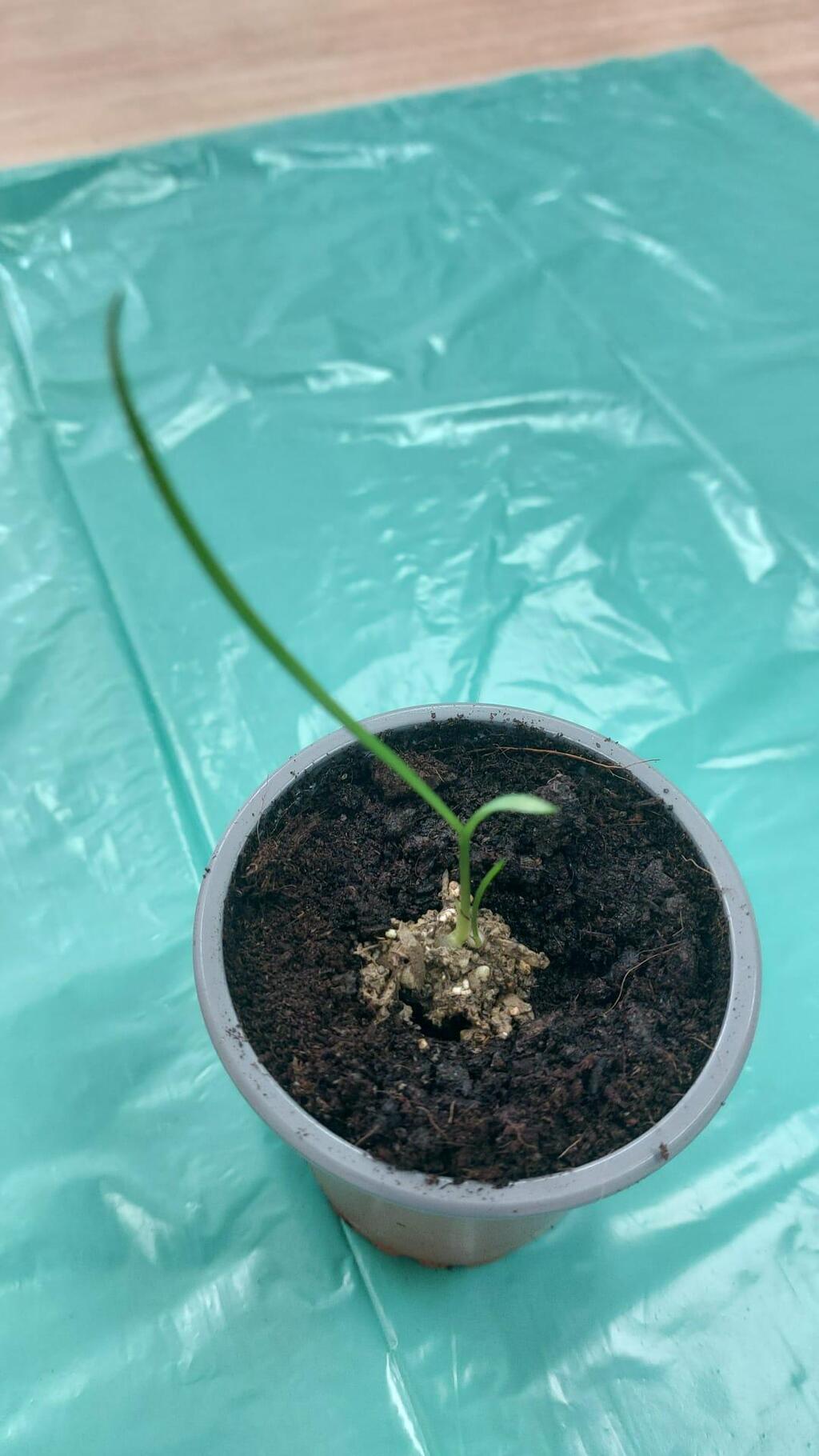 First germination of the marsh orchid 