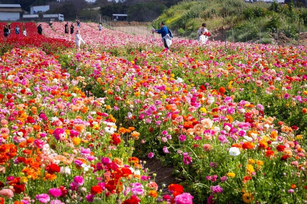 Сбор лютиков в Беэр-Товии