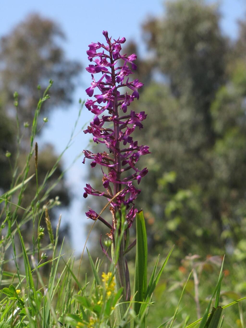First germination of the marsh orchid 