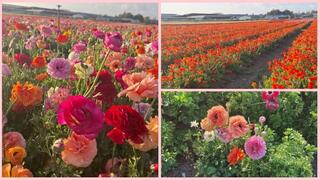 Поле лютиков в Беэр-Тувии 