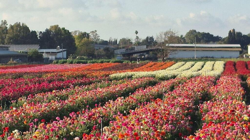 Лютики высажены рядами, и ходить по полю можно только по тропам, чтобы не наступить на цветы 