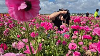 Сбор лютиков в Беэр-Товии