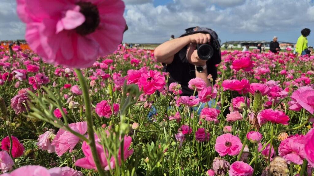 Сбор лютиков в Беэр-Товии