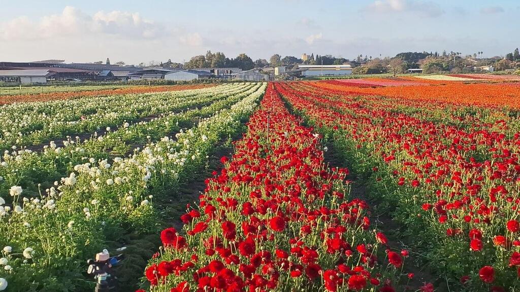 Бесконечная красота 